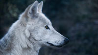 Badische Jäger fordern Aufnahme der Wölfe ins Jagdgesetz –  Kreisjägermeister Frank Schröder:  „Selbstverständlich haben die Wölfe eine ganzjährige Schonzeit“