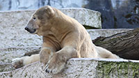 Eisbär Blizzard ist tot – Traurige Nachricht aus dem Karlsruher Zoo