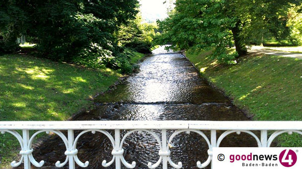Eiche in Lichtentaler Allee muss heute fallen – Holz durch Pilz angegriffen Eiche in Lichtentaler Allee muss heute fallen – Holz durch Pilz angegriffen