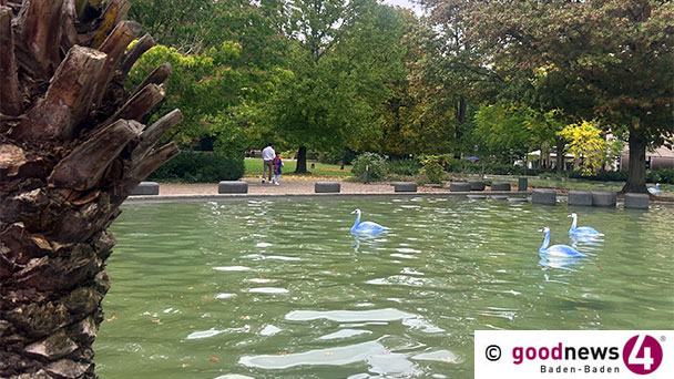 Baden-Baden und seine Tiere – Nach den weißen Pferden nun die blauen Schwäne 