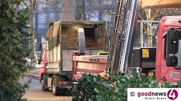 Letzter Weg des Urweltmammutbaum hinter dem Museum Frieder Burda – Abgestorbene Bäume in Allee werden entfernt