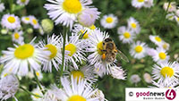 Baden-Badener Bienenvolk verhungert – Zerstörte Klotzbeute im Wald