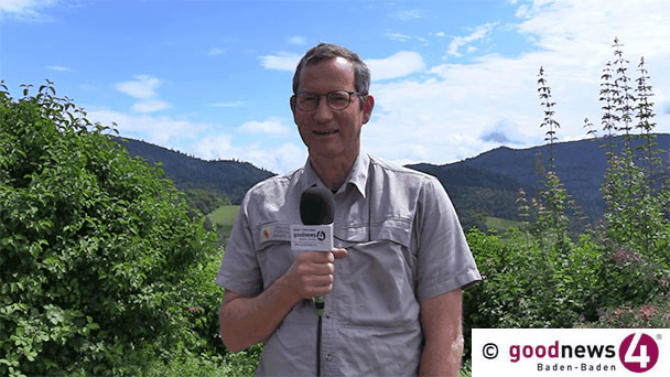 Forstamtschef Thomas Hauck zu Lieblingsstellen und Problemen im Baden-Badener Wald – „98 Prozent aller Eschen werden sterben“ – „Hinter dem Autobahnkreuz Richtung Karlsruhe sterben die Buchen“