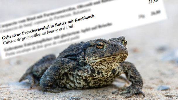 PETA erstattet Strafanzeige gegen Baden-Badener Restaurant – „Gebratene Froschschenkel in Butter mit Knoblauch“ auf der Speisekarte PETA erstattet Strafanzeige gegen Baden-Badener Restaurant – „Gebratene Froschschenkel in Butter mit Knoblauch“ auf der Speisekarte