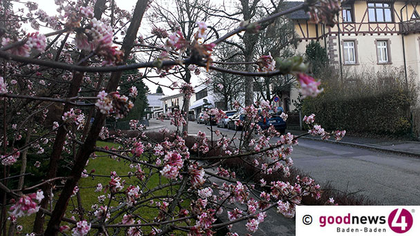 Nun ruft wieder der Garten – Rasenschnitt und Laub sammeln – Hier Termine für Stadtteile