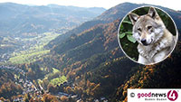 Wolf in Baden-Baden „genetisch nachgewiesen“– Umweltministerium bestätigt heute, dass sich ein Wolfsrüde „niedergelassen“ hat