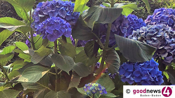 Blumendieb in Baden-Oos – Aus Pflanzenbeet weitere Pflanzen abgeschnitten