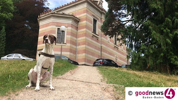 Baden-Badener Rathaus zum Internationalen Welthundetag - 250.000 Euro bringen die Vierbeiner in die Stadtkasse - Probleme mit unangeleinten Hunden in der Lichtentaler Allee