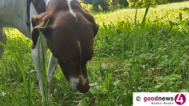 Tote Hunde in Iffezheim und Durmersheim - Polizei warnt erneut Hundebesitzer vor präparierten Ködern