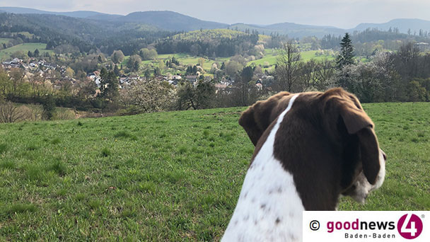 Appell an Hundebesitzer – Rathaus Baden-Baden: „Hundekot in Mähwiesen verursacht Krankheiten“