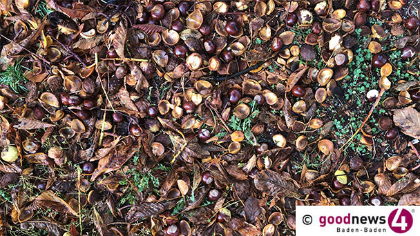 SPD reagiert mit „völligem Unverständnis“ auf Kastanien-Entscheidung – Ersten Bürgermeister Alexander Uhlig „um Klärung der Sachlage bitten“ SPD reagiert mit „völligem Unverständnis“ auf Kastanien-Entscheidung – Ersten Bürgermeister Alexander Uhlig „um Klärung der Sachlage bitten“