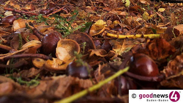Ganz schöner Knochenjob in Baden-Baden – Sechs Euro für einen Zentner Kastanien  