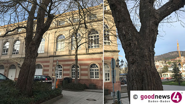 Die große Kastanie im Theaterhof  muss fallen – „Aus Sicherheitsgründen unumgänglich“