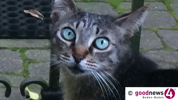 Verdächtige Katze in Baden-Oos – Auf leisen Pfoten