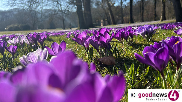 Blütenmeer in Baden-Baden – Krokusblüte in der Lichtentaler Allee – Erinnerung an Alfred Grosser, den großen Freund unserer Stadt Blütenmeer in Baden-Baden – Krokusblüte in der Lichtentaler Allee – Erinnerung an Alfred Grosser, den großen Freund unserer Stadt