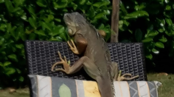 Ausgewachsener Leguan in Kuppenheim unterwegs - "Zuweilen angriffslustige Männchen" Ausgewachsener Leguan in Kuppenheim unterwegs - "Zuweilen angriffslustige Männchen"