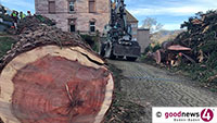Der Tod eines Mammutbaumes in Baden-Baden – Ohne ein Wort des grünen Gewissens 