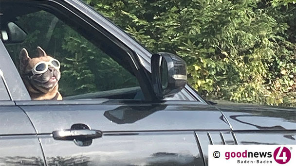 Der kleine Mops und die Sonnenbrille – Besonderer Gast bei der Geroldsauer Mühle