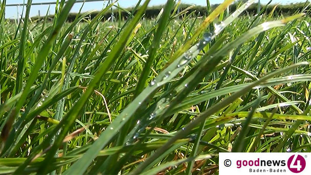 Angriff wegen Rasenmähen in der Maximilianstraße – Mit Metallstiel auf den Kopf geschlagen Angriff wegen Rasenmähen in der Maximilianstraße – Mit Metallstiel auf den Kopf geschlagen