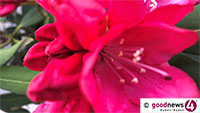 Ansturm auf Rhododendronblüten-Schauspiel an Geroldsauer Wasserfällen erwartet – „Chaotische Verkehrsverhältnisse im letzten Jahr“