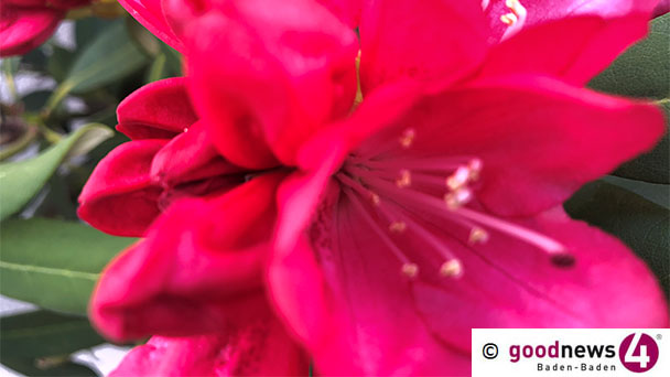 Einmaliges Naturschauspiel in Geroldsau – Rhododendronblüten wie im Paradies 