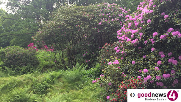 Erinnerung an Alfred Grosser – Auf in die schöne Baden-Badener Botanik – Führung zur Rhododendronblüte am Michaelsberg