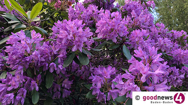 Besucherandrang während der Rhododendronblüte – Geänderte Verkehrsregelungen an Geroldsauer Wasserfällen