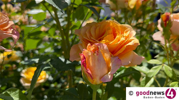 Ein Gedicht zum Wochenende – Ausgesucht von Christian Frietsch