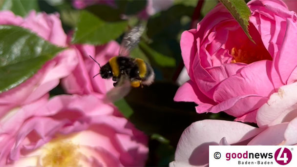 Rote Rosen, rote Rosen… – Botanische Führung im romantischen Teil Baden-Badens