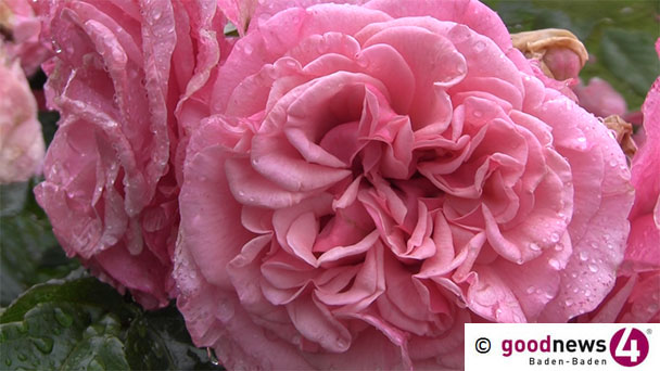 Il y a deux choses, c‘est toi et la rose – Gartenführung „70 Jahre Rosentage“ in Baden-Baden Il y a deux choses, c‘est toi et la rose – Gartenführung „70 Jahre Rosentage“ in Baden-Baden