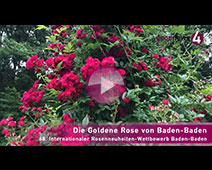 Die Goldene Rosen von Baden-Baden 2020