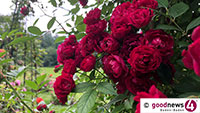 Kletterrose ist der neue Star im Rosengarten – „Goldene Rose von Baden-Baden“ gekürt