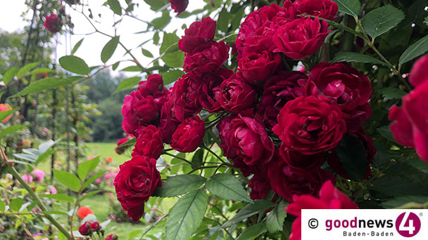Ein Gedicht zum Wochenende – „Die roten Rosen waren nie so rot“ von Rainer Maria Rilke