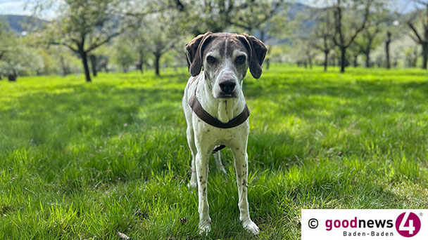 Am Freitag ist Sancho gestorben