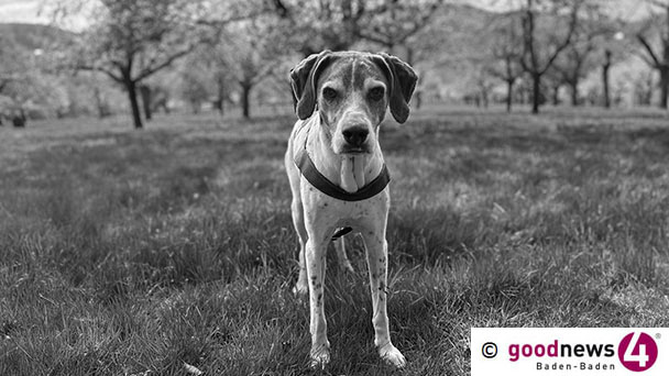Ein Gedicht zum Wochenende – „Für Sancho“ von Christia Frietsch