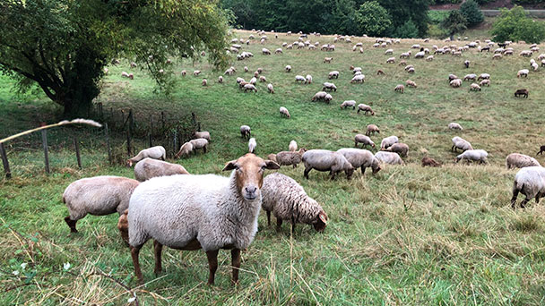 Wölfe oder Füchse in Verdacht – Fünf tote Schafe und eine tote Ziege bei Forbach