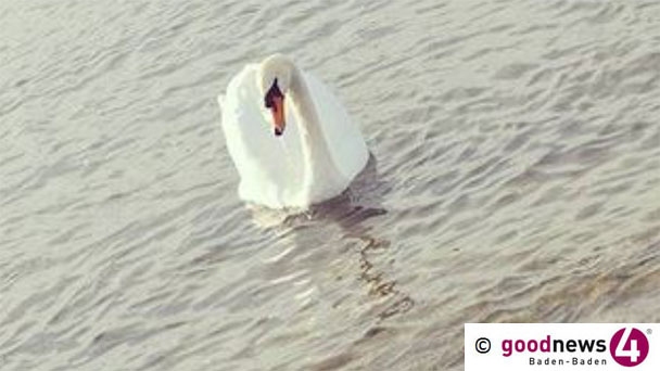 Verendeter Wildvogel mit Geflügelpest-Verdacht auch in Baden-Baden – Landratsamt Rastatt erläutert Maßnahmen 