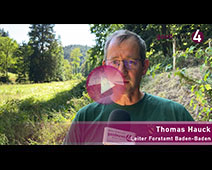 Baden-Badener Stadtwald erwirtschaftet Millionen mit Holz und Wild | Thomas Hauck