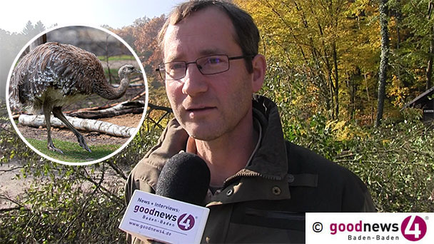 Laufvogel Nandu irrt seit zwei Wochen durch Baden-Badener Wald – „Zuletzt gesehen im Bereich Gunzenbach, August-Schriever-Weg“ – Forstamtschef Thomas Hauck: „Ich glaube nicht, dass er verhungert“