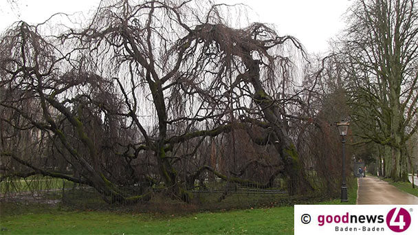 Lichtentaler Allee am Samstag gesperrt – Berühmte Trauerbuche wird gestutzt
