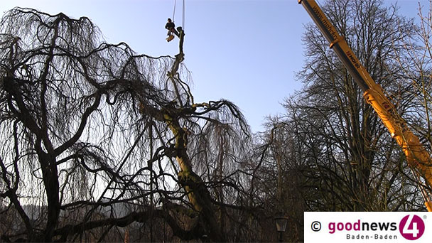 Baum-Operation in der Lichtentaler Allee – Trauerbuche verlor am Samstag ihre Krone Baum-Operation in der Lichtentaler Allee – Trauerbuche verlor am Samstag ihre Krone