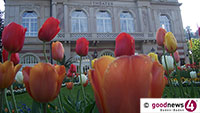 Rosenfreunde gehen fremd - Tulpenvortrag „Tulipa – schöner als Salomonis Seide“