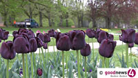 Der Frühling ziert sich noch in Baden-Baden – Narzissen und Tulpen gehen mutig voran – Führung an Klosterwiese und Obstgut Leisberg