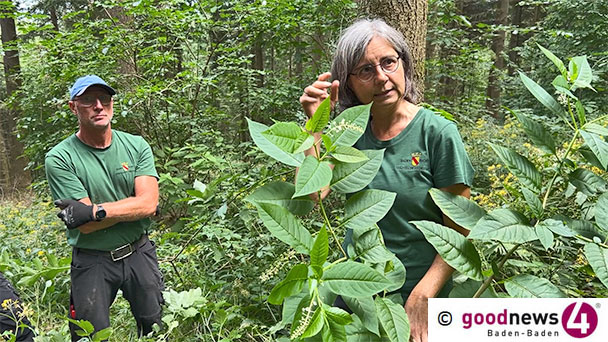 Invasive Pflanzen auch in Baden-Badener Gärten – Kermesbeere wird in Deutschland über drei Meter hoch