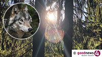 Baden-Badener Forstamtsleiter gibt Tipps bei Begegnung mit einem Wolf – „Mit einem Pfiff aus einer Trillerpfeife kann man ihn auch vertreiben“