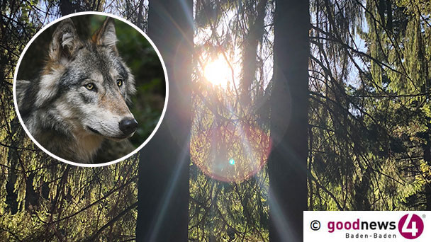Baden-Badener Forstamtsleiter gibt Tipps bei Begegnung mit einem Wolf – „Mit einem Pfiff aus einer Trillerpfeife kann man ihn auch vertreiben“