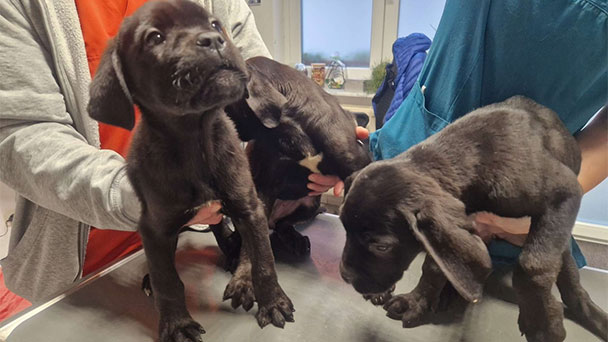 Herzloses Hunde-Frauchen in Gaggenau – Polizei klärt Fall von drei ausgesetzten Welpen auf