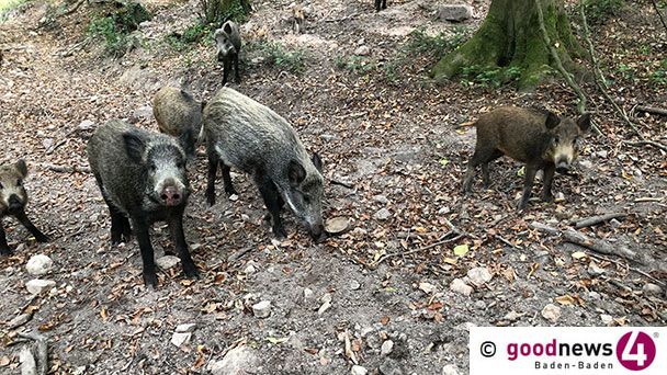 Hungrige Wildtiere im Baden-Badener Stadtwald – Wintervorrat wird angelegt – Forstamt nimmt Eicheln und Kastanien an